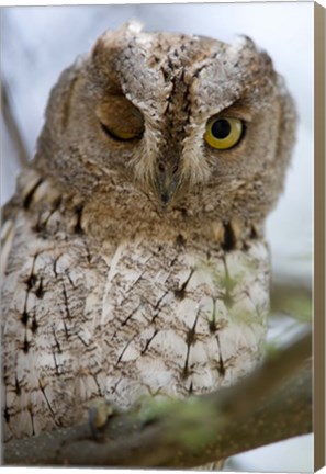 Framed African Scops owl (Otus senegalensis) winking on a branch, Tarangire National Park, Tanzania Print