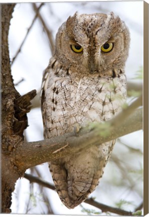 Framed African Scops Owl (Otus senegalensis) Perching on a Branch, Tarangire National Park, Tanzania Print