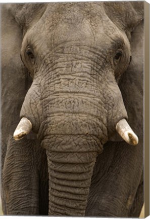 Framed Close-up of an African elephant (Loxodonta africana) trunk, Lake Manyara, Tanzania Print