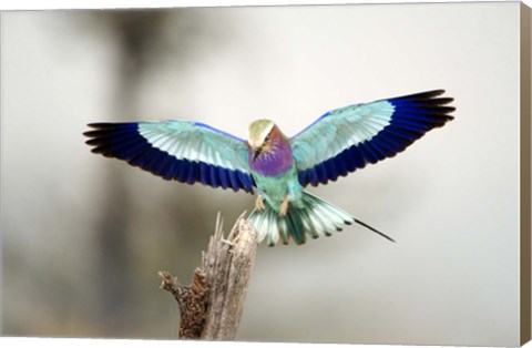 Framed Close-up of a Lilac-Breasted Roller (Coracias caudatus), Tarangire National Park, Tanzania Print