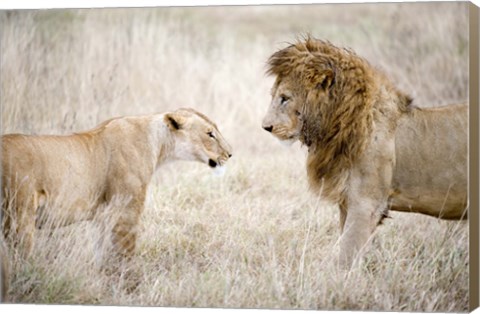 Framed Lion and a lioness (Panthera leo) standing face to face in a forest, Ngorongoro Crater, Ngorongoro, Tanzania Print