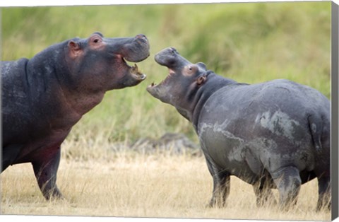 Framed Two hippopotamuses (Hippopotamus amphibius) sparring in a forest, Ngorongoro Crater, Ngorongoro, Tanzania Print