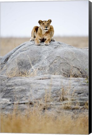 Framed Lioness on a Rock, Serengeti, Tanzania Print