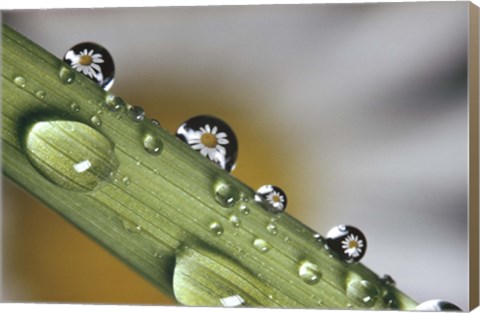 Framed Dew drops on a stem Print