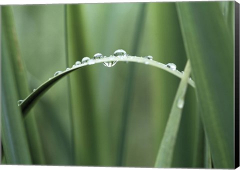 Framed Close up of Dew drops on a Blade of Grass Print