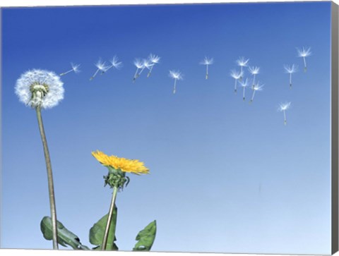 Framed Dandelion (Taraxacum officinale) seeds blowing in the air Print