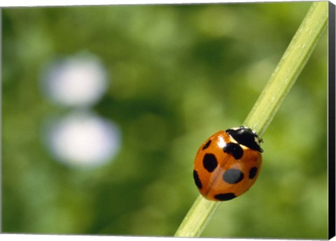 Framed Ladybug on a stem Print