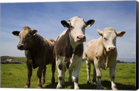 Framed Cattle, County Waterford, Ireland Print