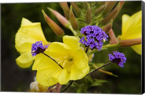 Framed Verbena Bonariensis and Evening Primrose, Ireland Print