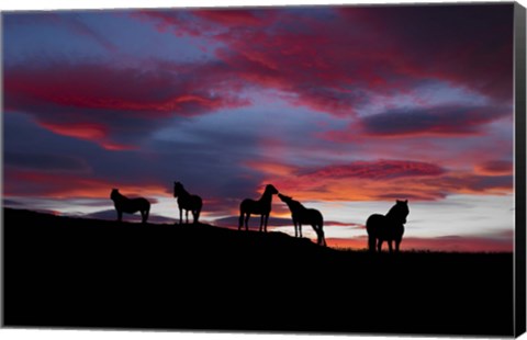 Framed Silhouette of horses at night, Iceland Print