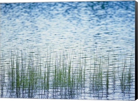 Framed Grass in water Print