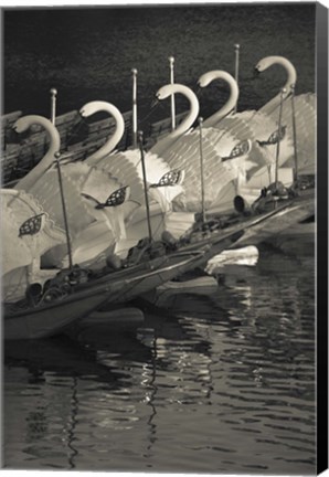 Framed Swan boats in a river, Boston Public Garden, Boston, Massachusetts, USA Print