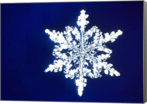 Framed Snowflake 1 Print