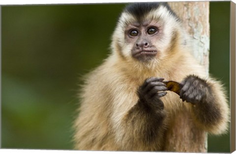 Framed Close-up of a Brown capuchin (Cebus apella), Three Brothers River, Meeting of the Waters State Park, Pantanal Wetlands, Brazil Print