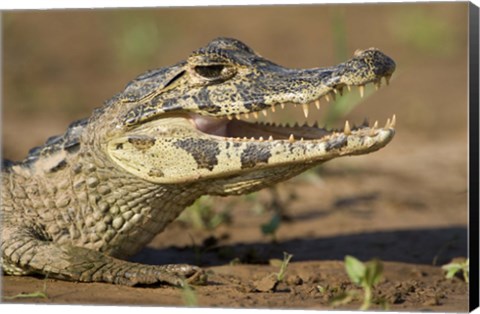 Framed Yacare caiman (Caiman crocodilus yacare), Three Brothers River, Meeting of the Waters State Park, Pantanal Wetlands, Brazil Print