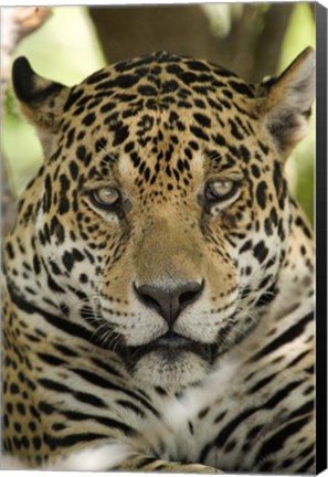 Framed Close-up of a Jaguar (Panthera onca), Three Brothers River, Meeting of the Waters State Park, Pantanal Wetlands, Brazil Print