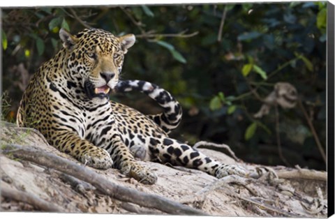 Framed Jaguar (Panthera onca) snarling, Three Brothers River, Meeting of the Waters State Park, Pantanal Wetlands, Brazil Print