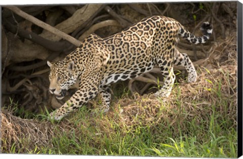 Framed Jaguar (Panthera onca) foraging in a forest, Three Brothers River, Meeting of the Waters State Park, Pantanal Wetlands, Brazil Print