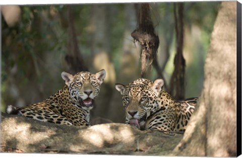 Framed Jaguars (Panthera onca) resting in a forest, Three Brothers River, Meeting of the Waters State Park, Pantanal Wetlands, Brazil Print