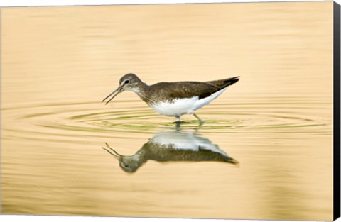 Framed Close-up of a Wood sandpiper (Tringa glareola) in water, Keoladeo National Park, Rajasthan, India Print