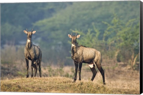 Framed Two Nilgai (Boselaphus tragocamelus) standing in a forest, Keoladeo National Park, Rajasthan, India Print