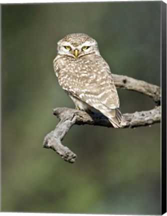 Framed Close-up of a Spotted owlet (Strix occidentalis) perching on a tree, Keoladeo National Park, Rajasthan, India Print