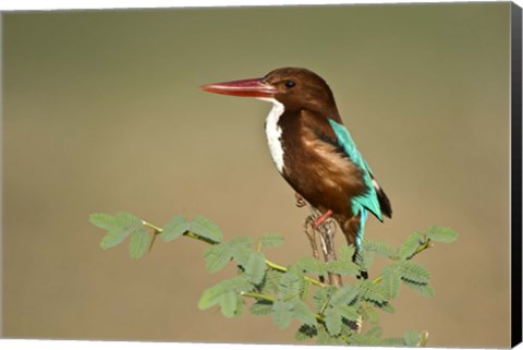 Framed White-Throated kingfisher (Halcyon smyrnensis) perching on a tree, Keoladeo National Park, Rajasthan, India Print