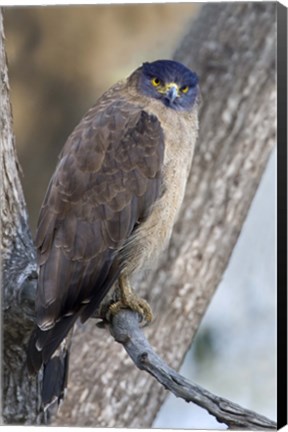 Framed Crested Serpent eagle (Spilornis cheela) perching on tree, Kanha National Park, Madhya Pradesh, India Print