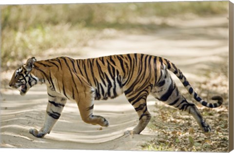 Framed Bengal Tiger (Panthera tigris tigris) walking in a forest, Bandhavgarh National Park, Umaria District, Madhya Pradesh, India Print