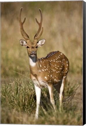 Framed Spotted deer (Axis axis) in a forest, Bandhavgarh National Park, Umaria District, Madhya Pradesh, India Print