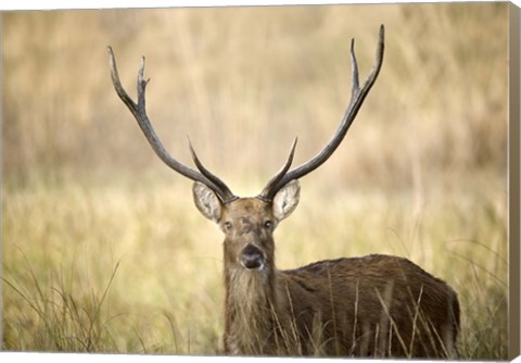 Framed Close-up of a Swamp deer (Rucervus duvaucelii), Kanha National Park, Madhya Pradesh, India Print