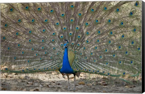 Framed Peacock displaying its plumage, Bandhavgarh National Park, Umaria District, Madhya Pradesh, India Print