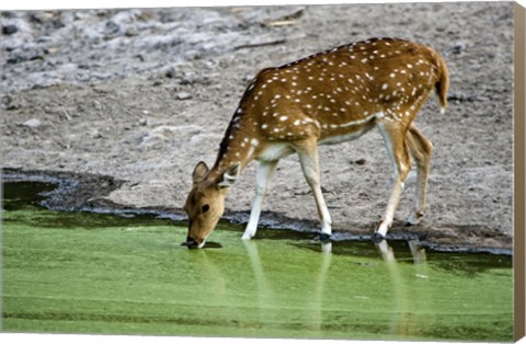 Framed Spotted deer (Axis axis) drinking water from a lake, Bandhavgarh National Park, Umaria District, Madhya Pradesh, India Print