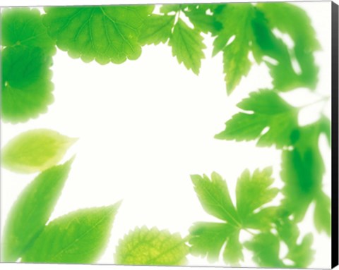 Framed Frame of Fresh Green Leaves on Shiny Background Print