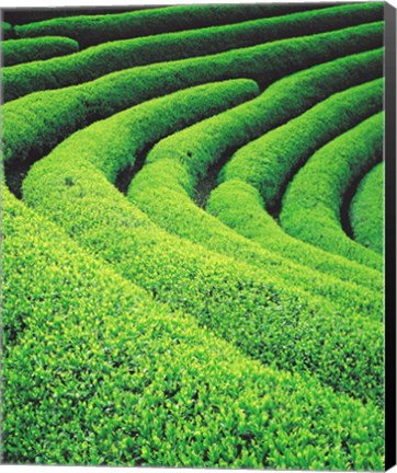 Framed Tea Plantation Print