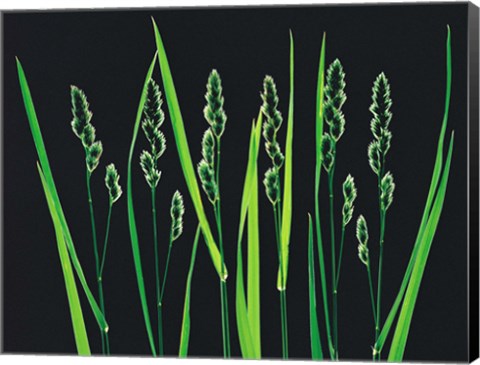 Framed Green Grass Reeds on Black Background Print