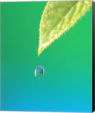 Framed Droplet Falling From Green Leaf with Green and Teal Colored Background Print