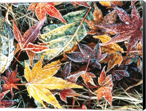 Framed Close Up Fallen Maple Leaves Print