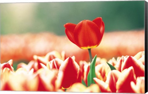 Framed Close Up Of Flower Head Rising From Flowerbed Print