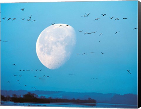Framed Migrating Birds in Blue Sky with Half Moon Print