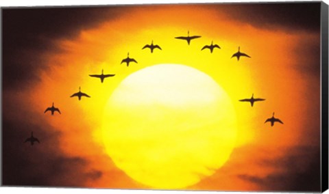 Framed Silhouetted Birds in Sunset Print