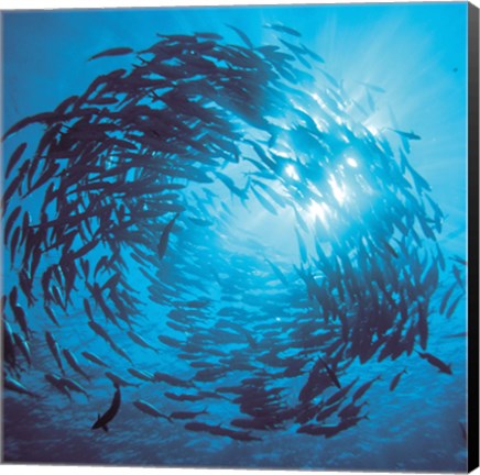 Framed Fishes swarm underwater Print