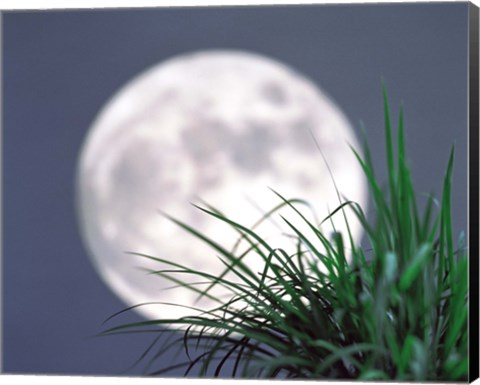 Framed Grass blades With Full Moon in Background Print