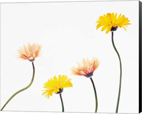 Framed Four Yellow and Pink Daisies on White Background Print