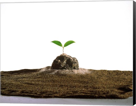 Framed New Plant Growing On Sand against White Background Print