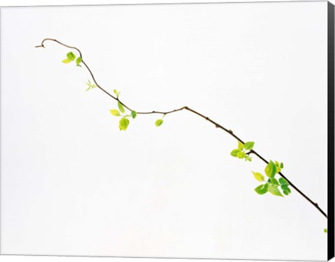 Framed Tree Branch on Whitish Background Print