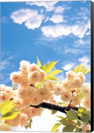 Framed Blossoms against Sky Print