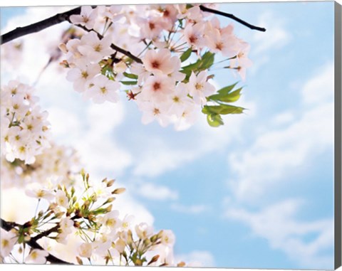 Framed Blossoms against Sky, Selective Focus Print