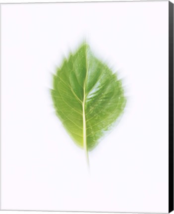 Framed Green Leaf on Beige Background Print
