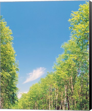 Framed Trees Projected against Blue Sky Print